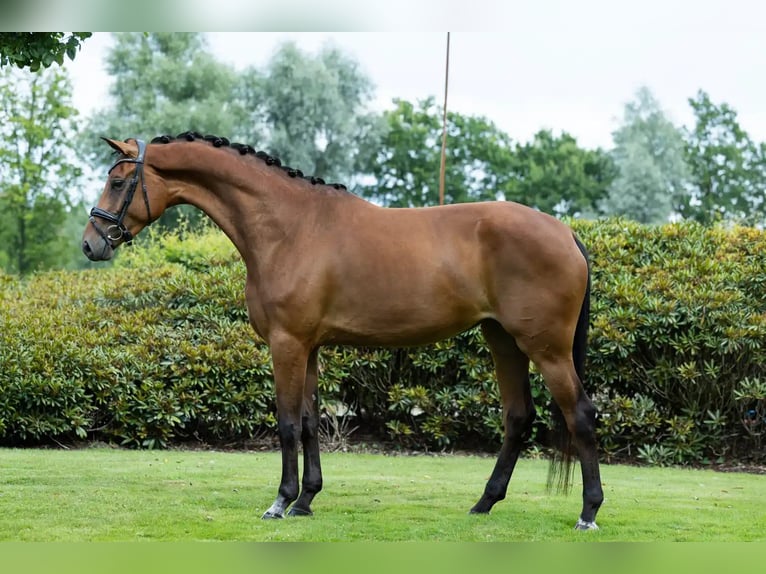 KWPN Stute 4 Jahre 172 cm Brauner in Oosterhout