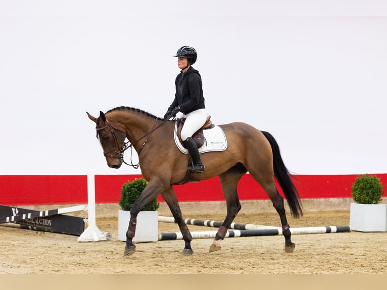 KWPN Stute 4 Jahre 172 cm Brauner in Waddinxveen