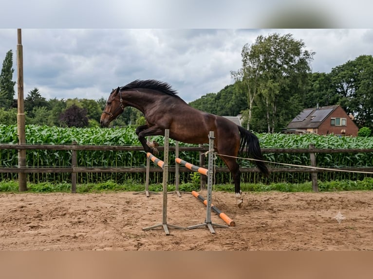 KWPN Stute 4 Jahre 172 cm Dunkelbrauner in Nieuw-Amsterdam