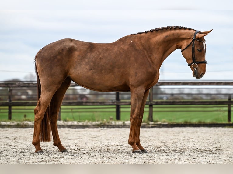 KWPN Stute 4 Jahre 172 cm Dunkelfuchs in Vaassen
