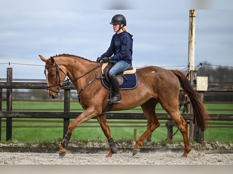 KWPN Stute 4 Jahre 172 cm Dunkelfuchs in Vaassen