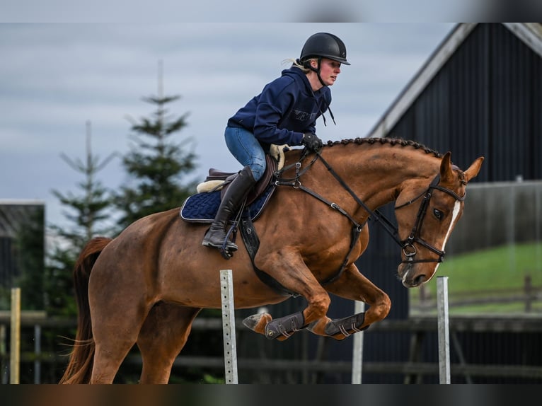 KWPN Stute 4 Jahre 172 cm Dunkelfuchs in Vaassen