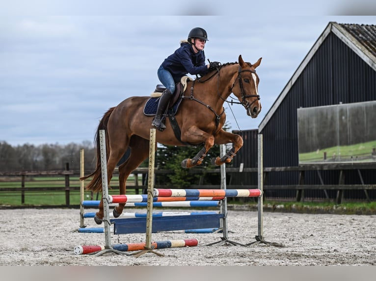 KWPN Stute 4 Jahre 172 cm Dunkelfuchs in Vaassen