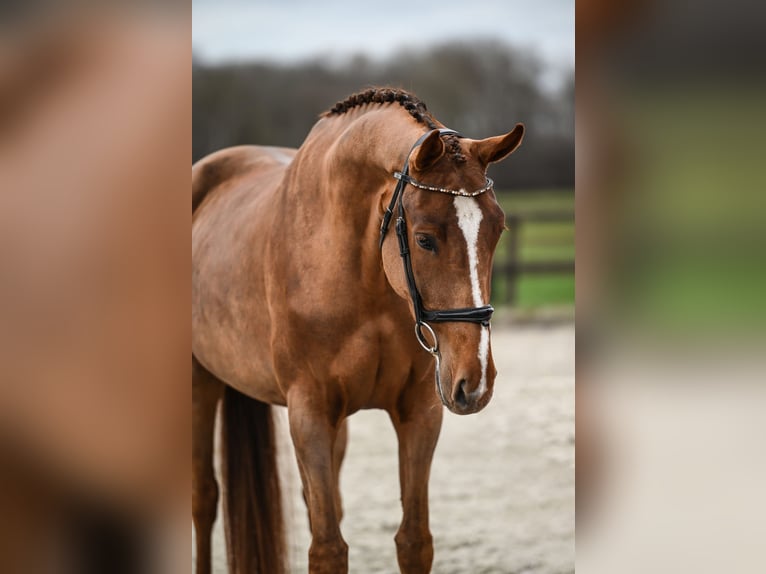 KWPN Stute 4 Jahre 172 cm Dunkelfuchs in Vaassen