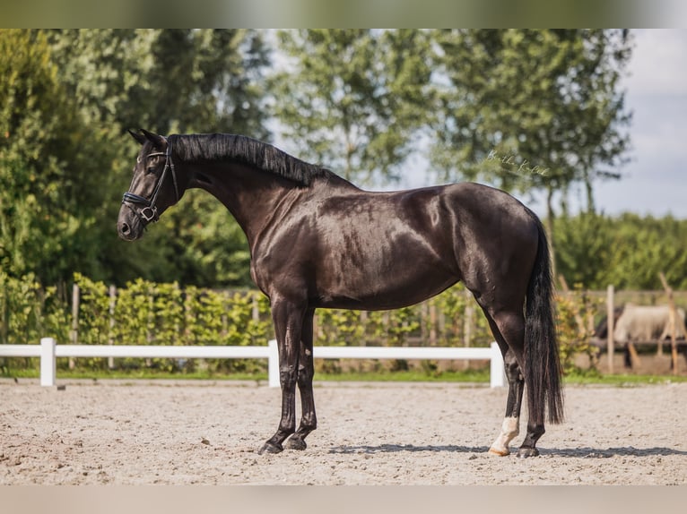 KWPN Stute 4 Jahre 172 cm Rappe in Benthuizen