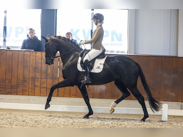 KWPN Stute 4 Jahre 172 cm Rappe in Benthuizen