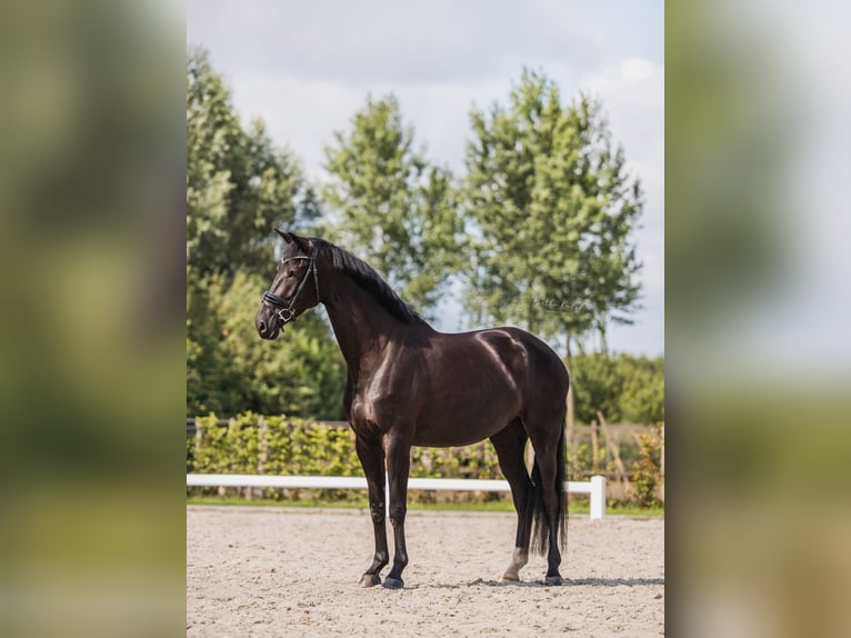 KWPN Stute 4 Jahre 172 cm Rappe in Benthuizen