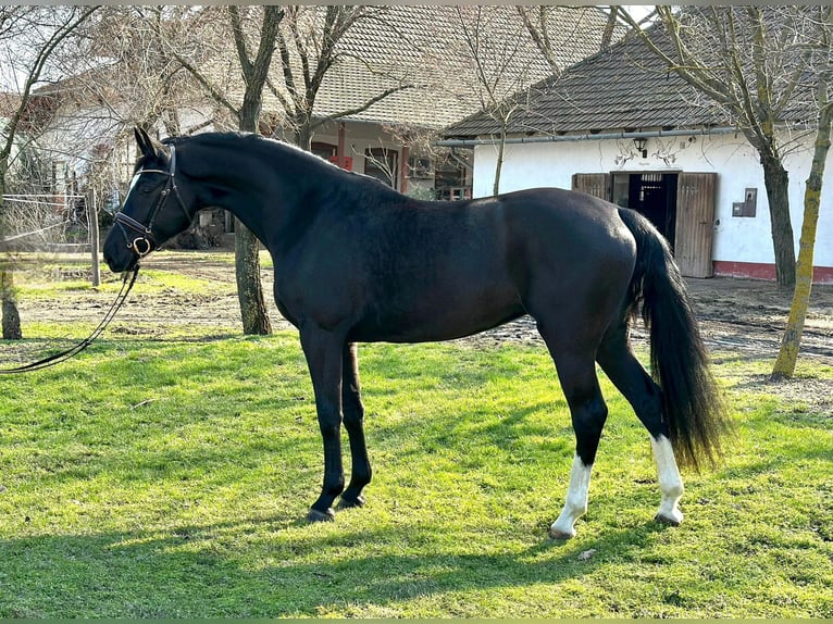 KWPN Stute 4 Jahre 172 cm Rappe in Bekescsaba