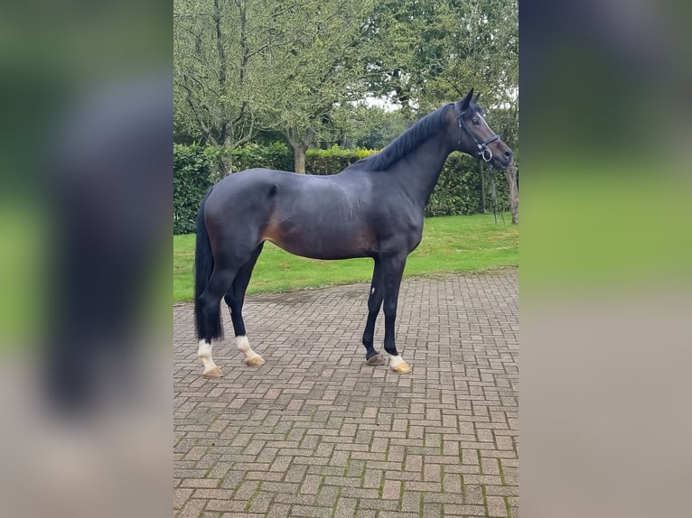 KWPN Stute 4 Jahre 172 cm Schwarzbrauner in Diever