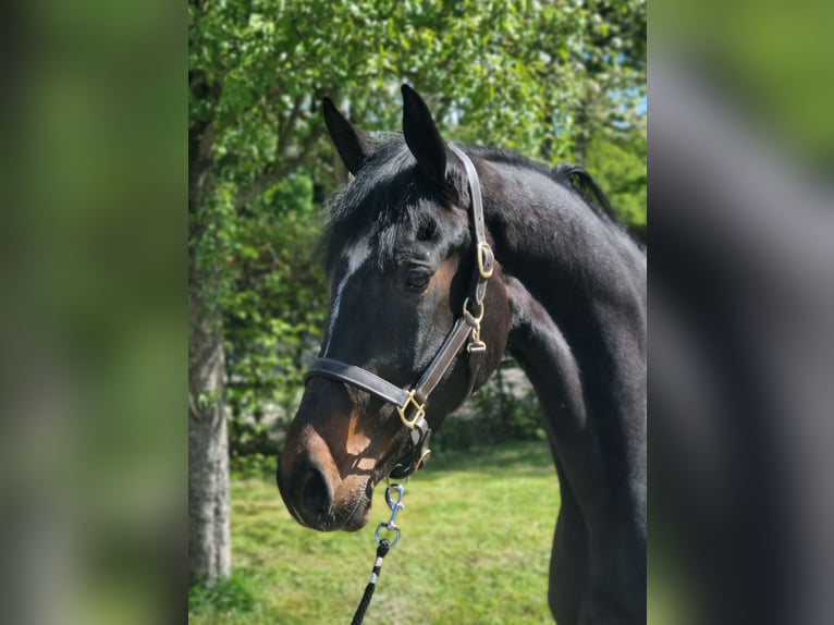 KWPN Stute 4 Jahre 172 cm Schwarzbrauner in Diever