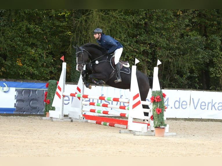 KWPN Stute 4 Jahre 173 cm Dunkelbrauner in Lengdorf