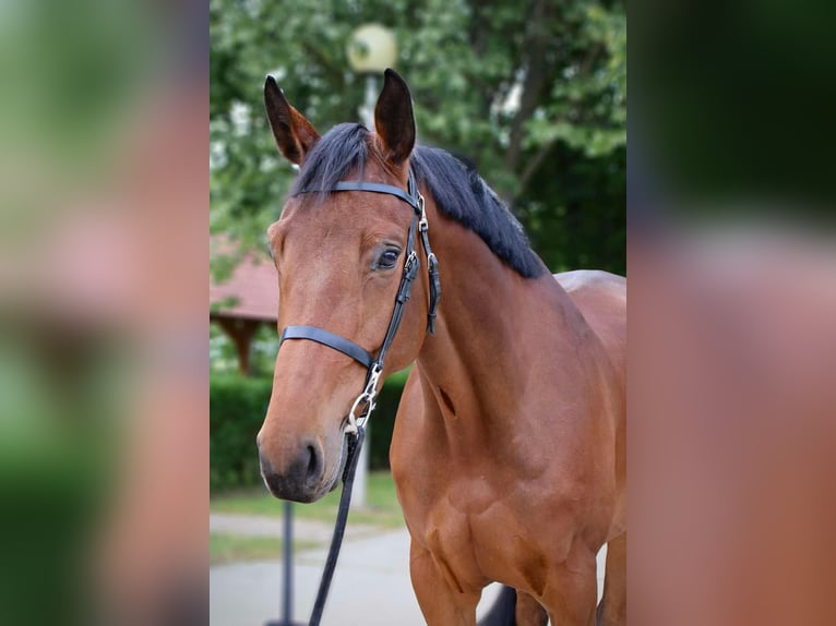 KWPN Stute 4 Jahre 174 cm Rotbrauner in B&#xE9;k&#xE9;scsaba