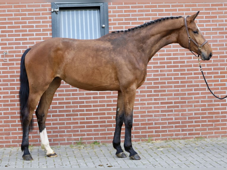 KWPN Stute 4 Jahre 175 cm Brauner in Zieuwent