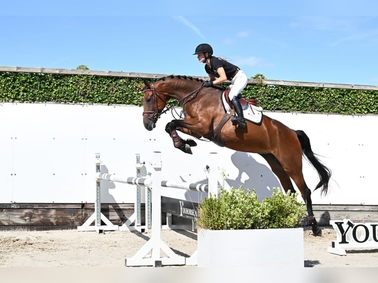 KWPN Stute 4 Jahre 175 cm Brauner in Waddinxveen