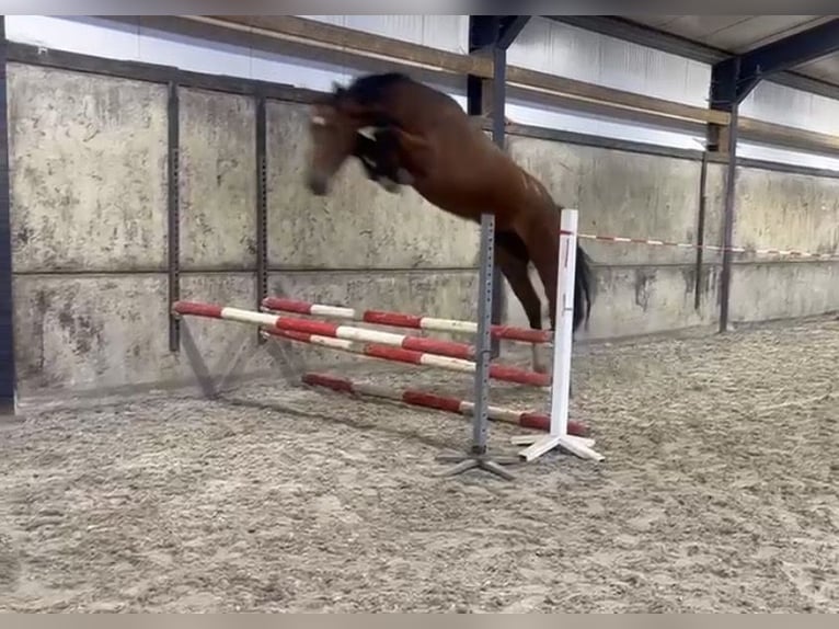 KWPN Stute 4 Jahre 175 cm Brauner in Meersel Dreef