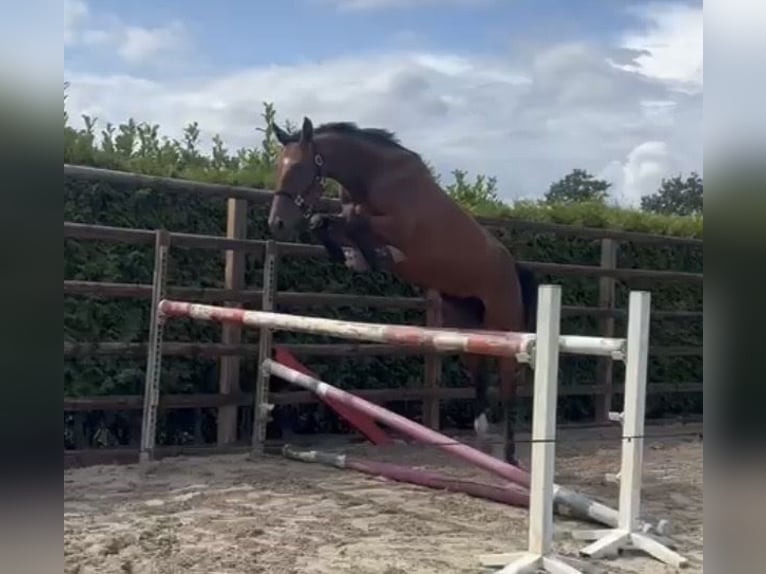 KWPN Stute 4 Jahre 175 cm Brauner in Meersel Dreef