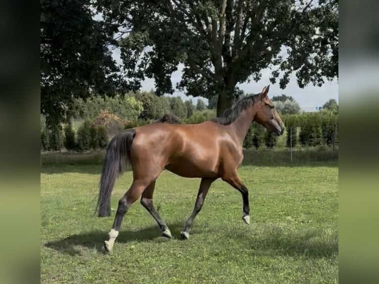 KWPN Stute 4 Jahre 175 cm Brauner in Meersel Dreef