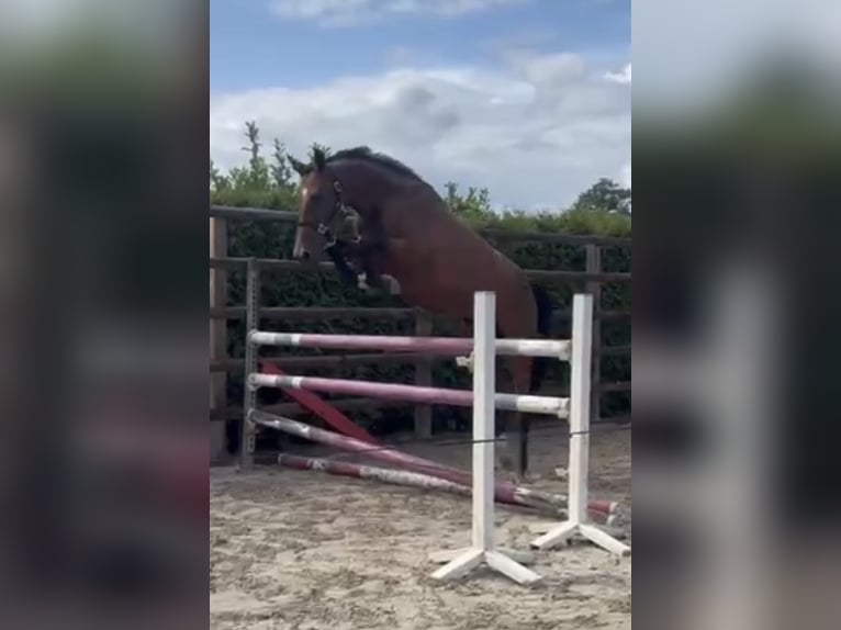 KWPN Stute 4 Jahre 175 cm Brauner in Meersel Dreef