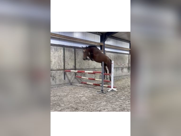 KWPN Stute 4 Jahre 175 cm Brauner in Meersel Dreef