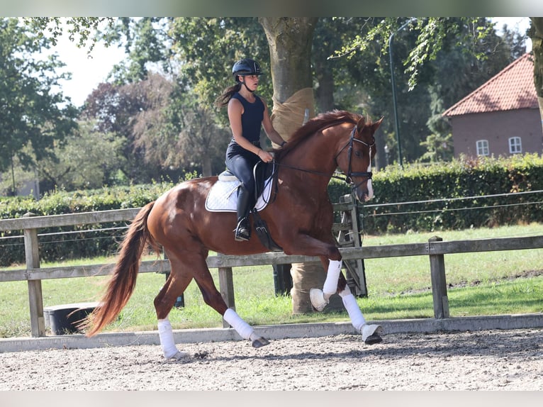 KWPN Stute 4 Jahre 175 cm Dunkelfuchs in Moergestel