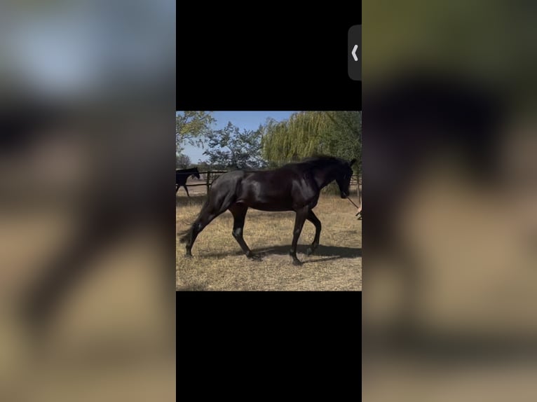 KWPN Stute 4 Jahre 175 cm Rappe in Kajaszó