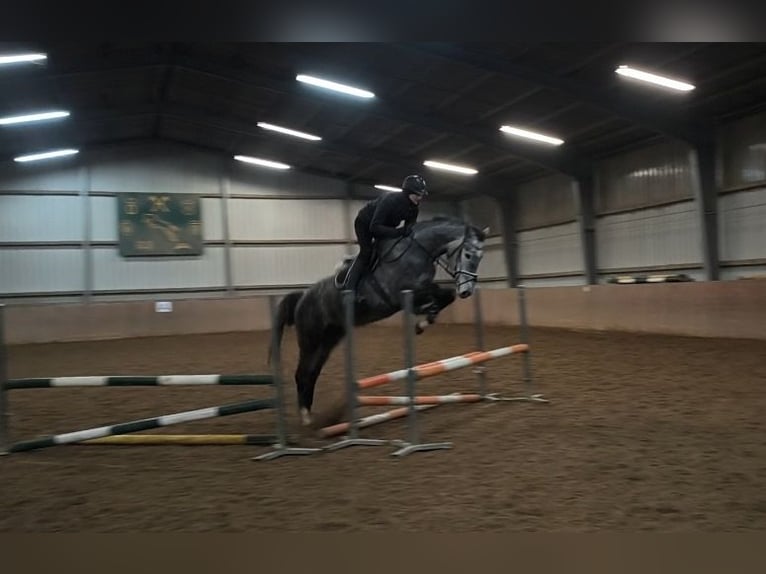 KWPN Stute 4 Jahre 175 cm Schimmel in Elze