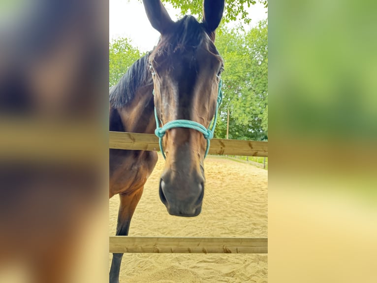 KWPN Stute 4 Jahre 176 cm Brauner in Bad Neuenahr-Ahrweiler