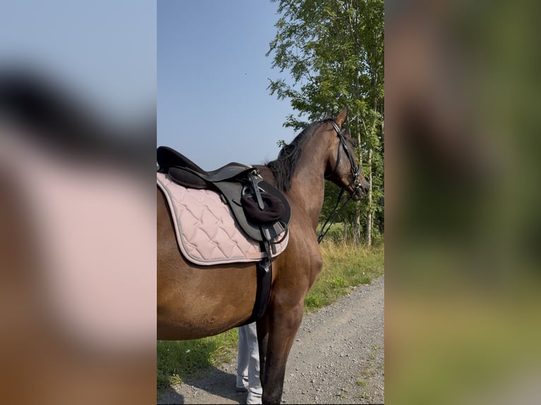 KWPN Stute 4 Jahre 176 cm Brauner in Bad Neuenahr-Ahrweiler