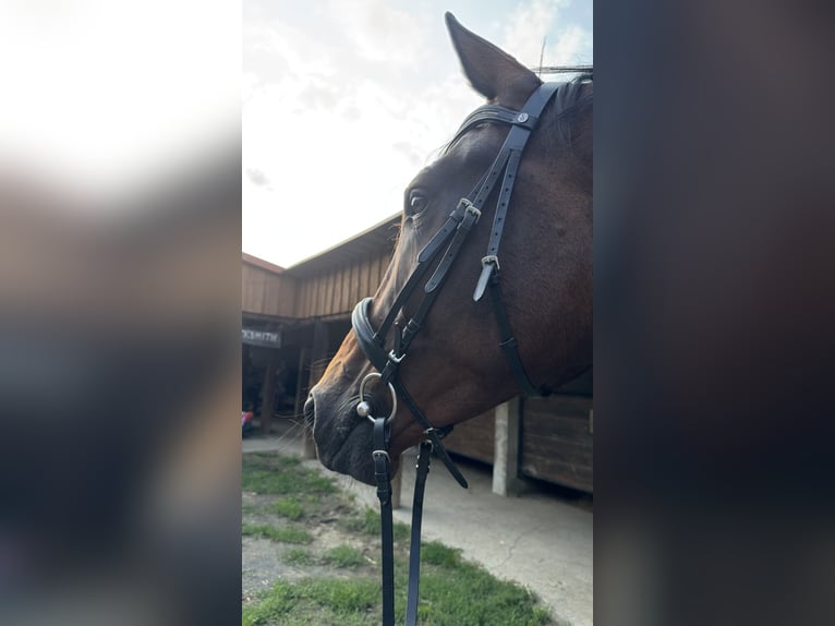 KWPN Stute 4 Jahre 176 cm Brauner in Bad Neuenahr-Ahrweiler