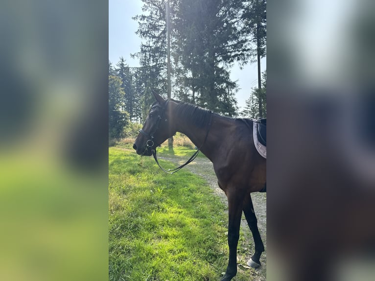 KWPN Stute 4 Jahre 176 cm Brauner in Bad Neuenahr-Ahrweiler
