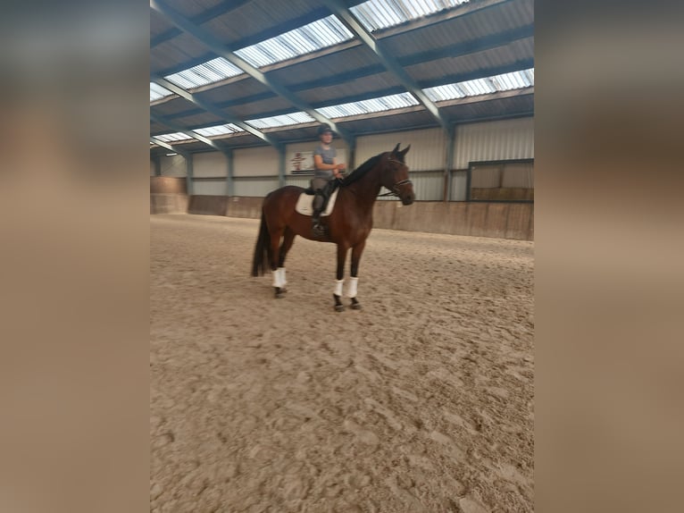 KWPN Stute 4 Jahre 176 cm Dunkelbrauner in Steggerda