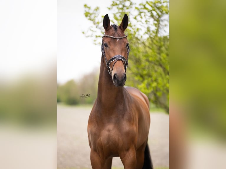 KWPN Stute 4 Jahre 176 cm Dunkelbrauner in Steggerda