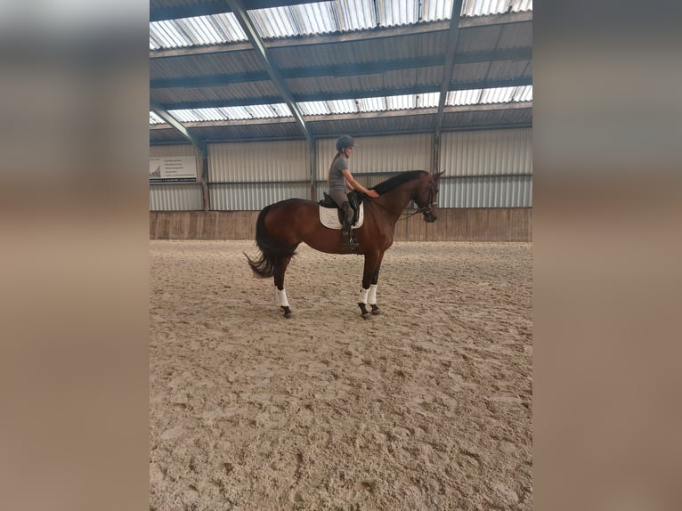 KWPN Stute 4 Jahre 176 cm Dunkelbrauner in Steggerda