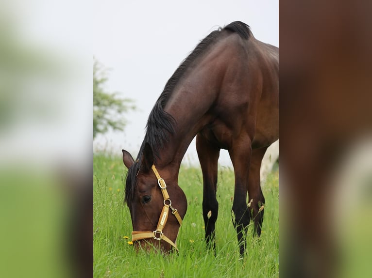 KWPN Stute 4 Jahre 178 cm Dunkelbrauner in Spessart