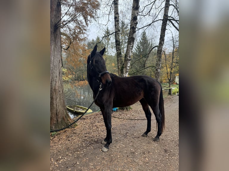 KWPN Stute 4 Jahre 180 cm Brauner in Nideggen