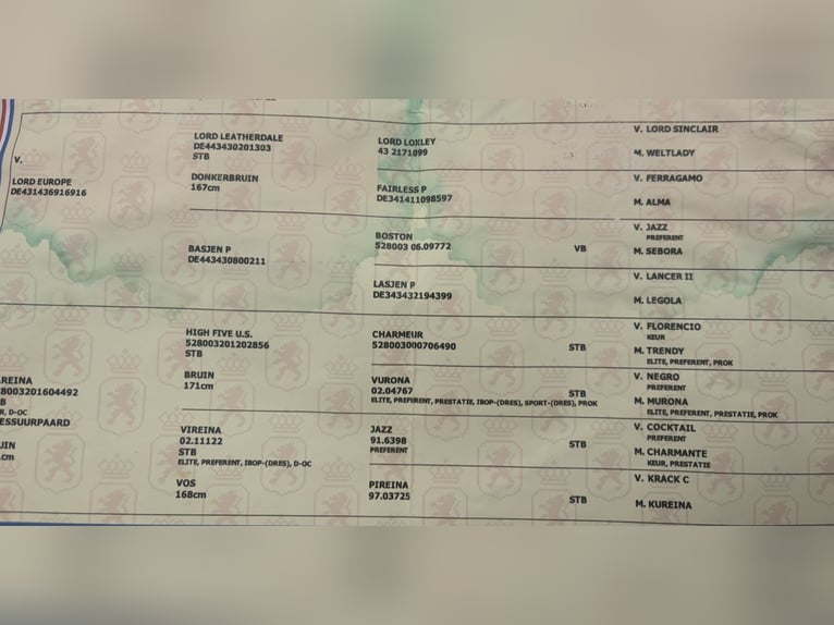 KWPN Stute 4 Jahre 180 cm Brauner in Nideggen