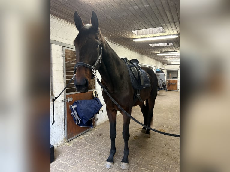 KWPN Stute 4 Jahre 180 cm Brauner in Nideggen