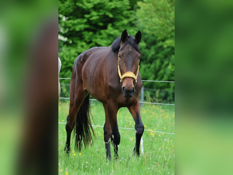 KWPN Stute 4 Jahre 180 cm Brauner in Nideggen