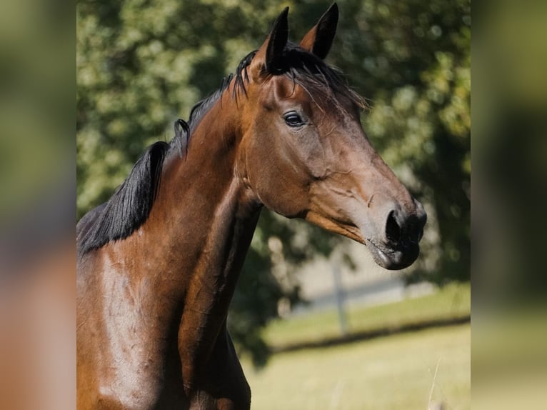 KWPN Stute 4 Jahre 180 cm Brauner in Nideggen