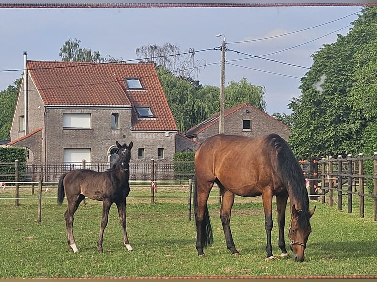 KWPN Stute 4 Jahre Brauner in Pulderbos