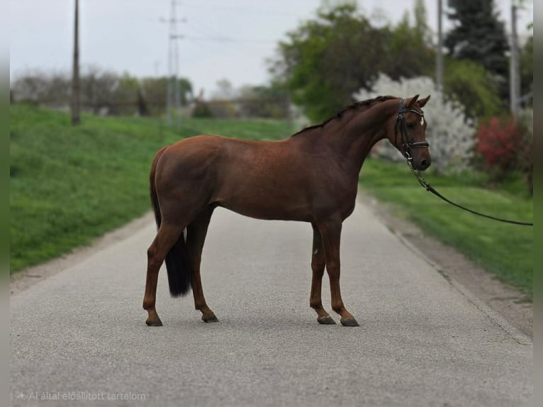 KWPN Stute 5 Jahre 147 cm Brauner in Gyula