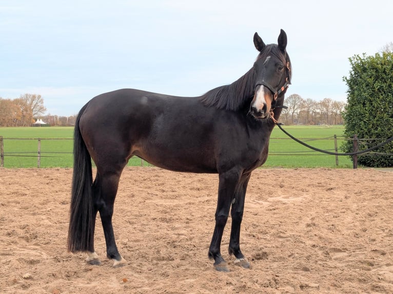 KWPN Stute 5 Jahre 157 cm Brauner in Putten