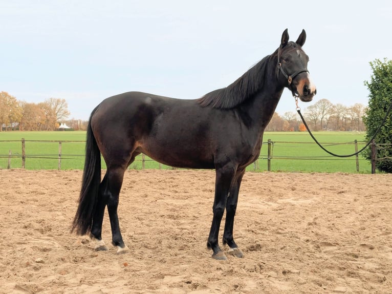 KWPN Stute 5 Jahre 157 cm Brauner in Putten