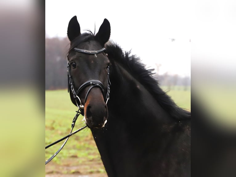 KWPN Stute 5 Jahre 158 cm Rappe in uelsen