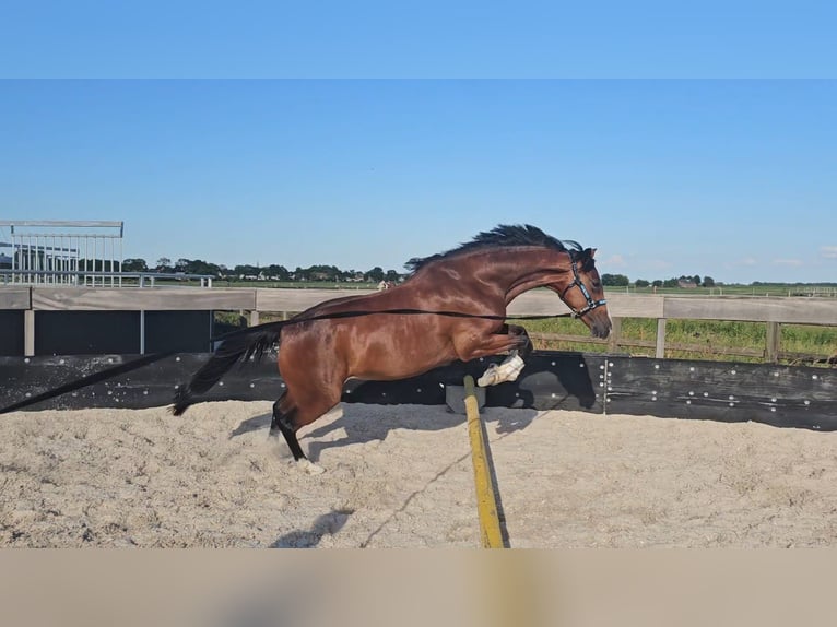 KWPN Stute 5 Jahre 159 cm Brauner in Mijdrecht
