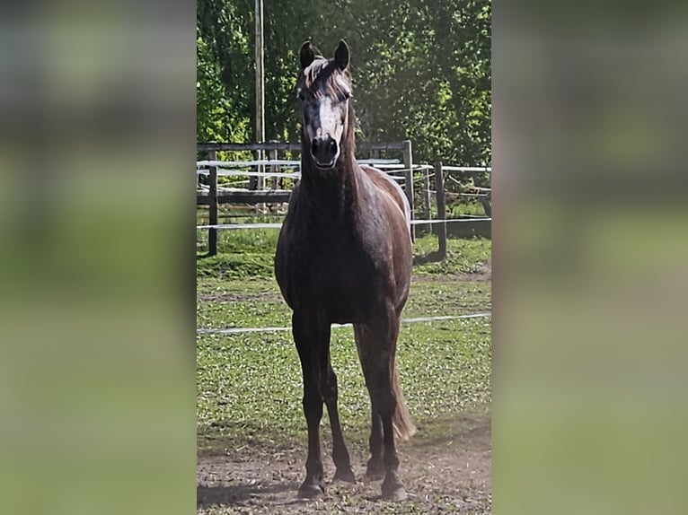 KWPN Mix Stute 5 Jahre 159 cm Kann Schimmel werden in Bad Zwischenahn