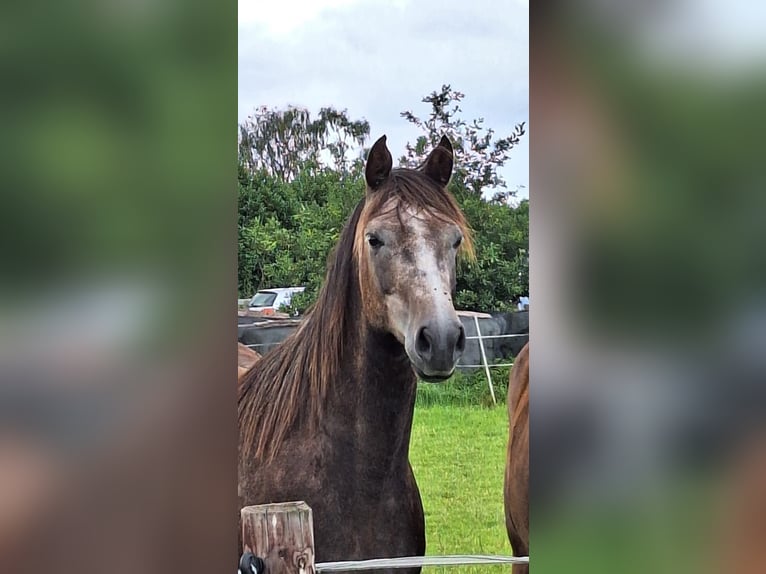 KWPN Mix Stute 5 Jahre 159 cm Kann Schimmel werden in Bad Zwischenahn