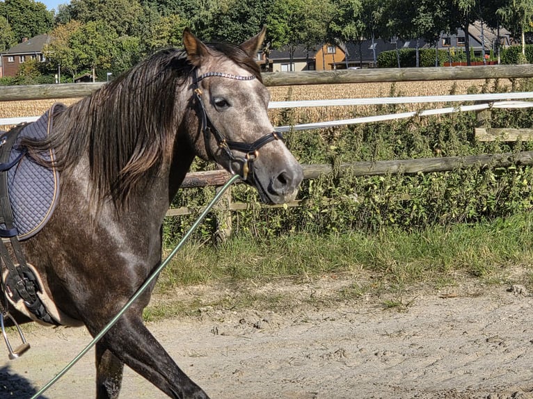 KWPN Mix Stute 5 Jahre 159 cm Kann Schimmel werden in Bad Zwischenahn