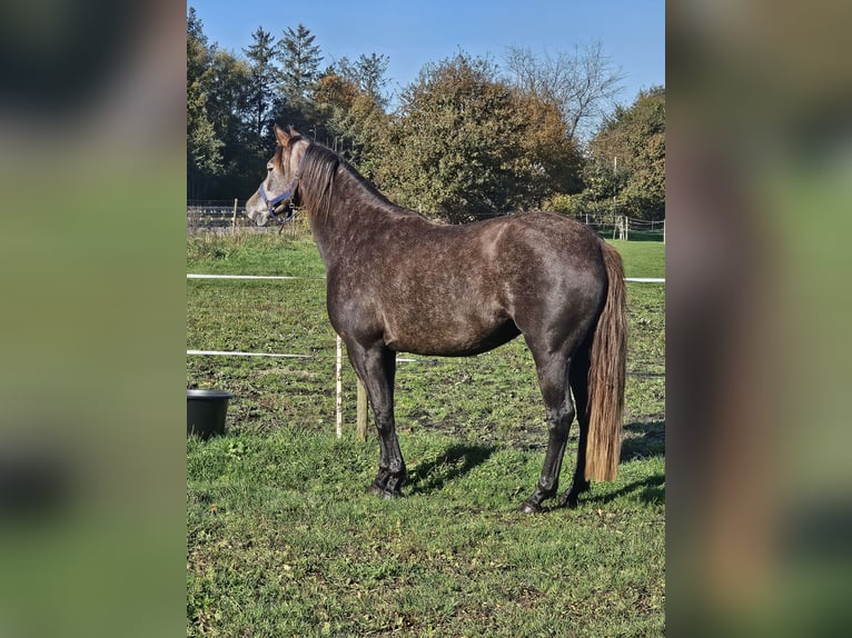 KWPN Mix Stute 5 Jahre 159 cm Kann Schimmel werden in Bad Zwischenahn