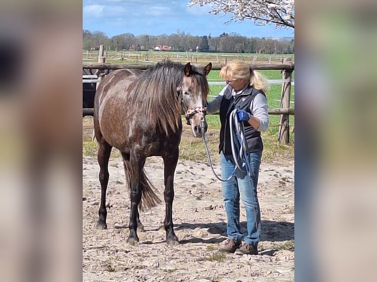 KWPN Mix Stute 5 Jahre 159 cm Kann Schimmel werden in Bad Zwischenahn